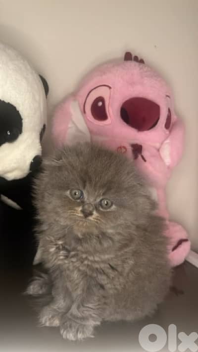 Exclusive premium kittens !!