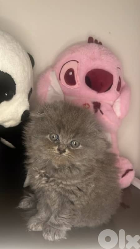 Exclusive premium kittens !! 3