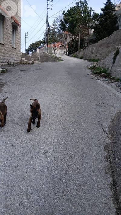 Belgian Malinois Puppies for Sale – Fully Vaccinated