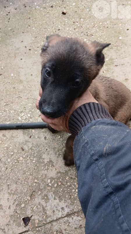 Belgian Malinois Puppies for Sale – Fully Vaccinated Urgent Sale 3