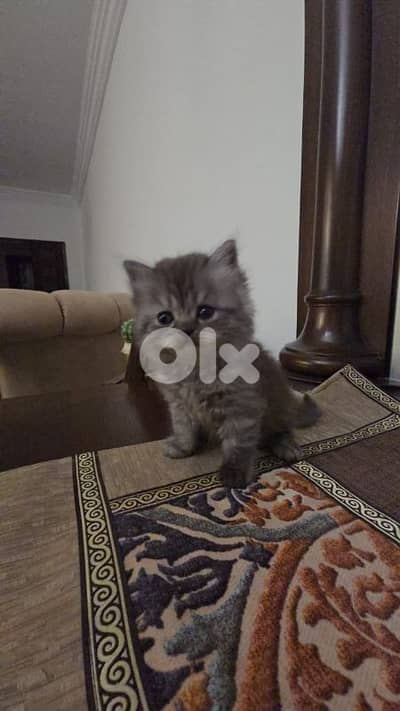 persian kittens for sale