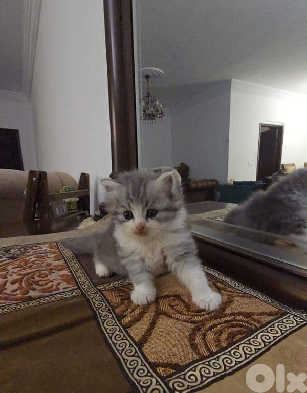 persian kittens for sale 2