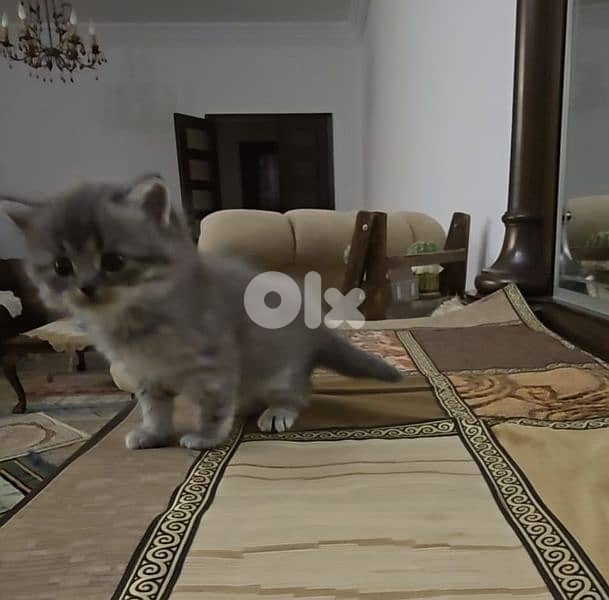persian kittens for sale 3