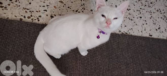 Turkish / Angora 250$