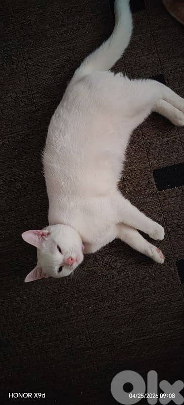 Turkish / Angora 250$ 1