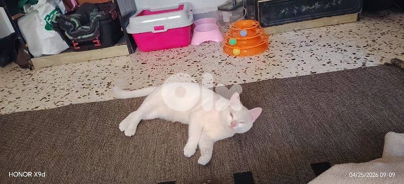 Turkish / Angora 250$ 2