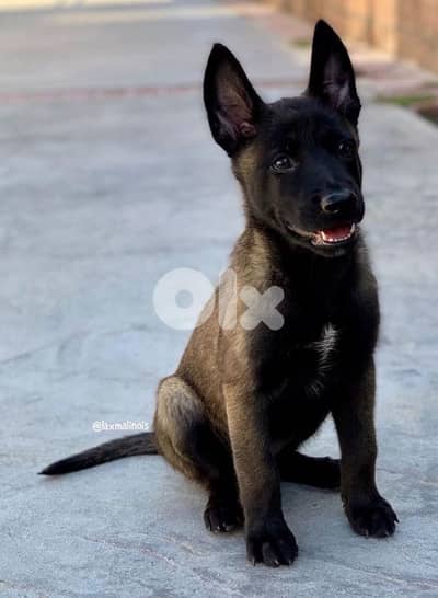 Super Belgian Malinois Puppies [dog كلاب] available