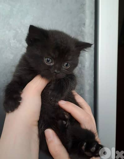 British shorthair kitten for sale