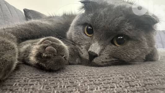 Scottish fold for sale with all his stuff (litter box, litter, food…)