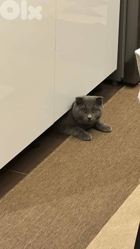 Scottish fold for sale with all his stuff (litter box, litter, food…) 2