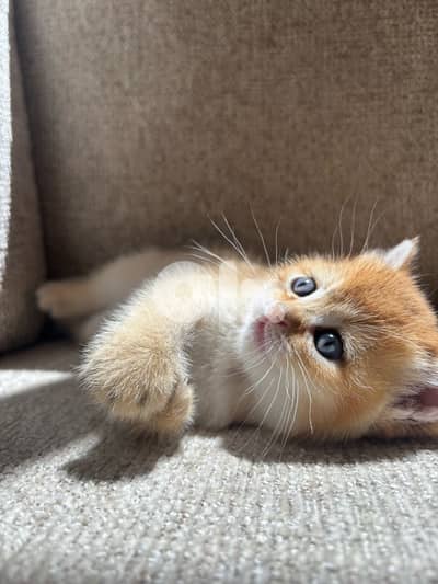 kitten golden chinchilla male
