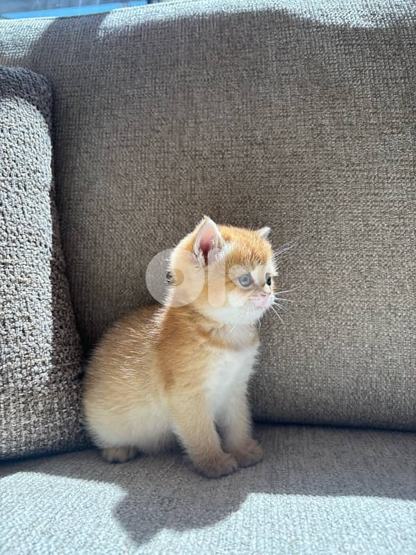 kitten golden chinchilla male 3