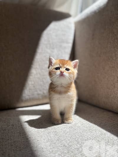kitten golden chinchilla male