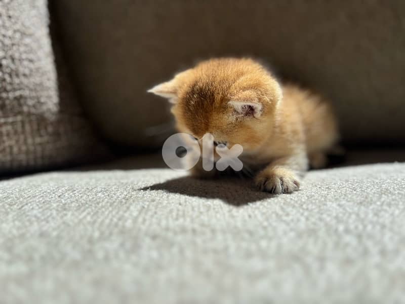 kitten golden chinchilla male 6