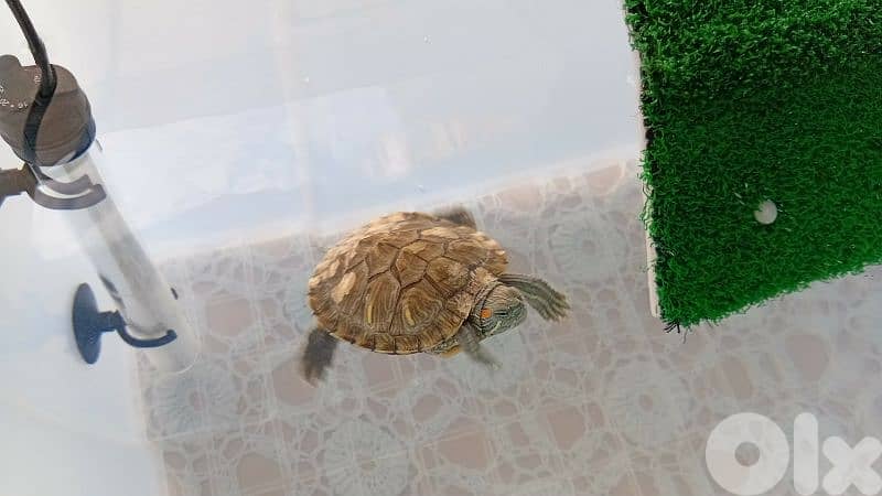 Turtle for sale 1