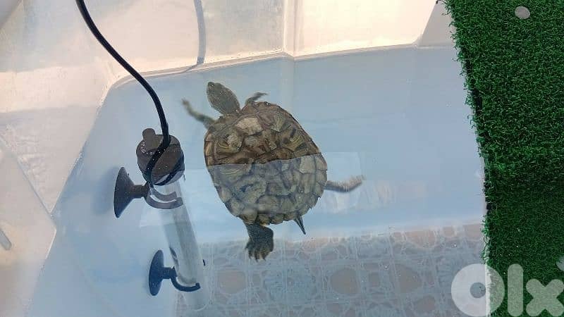 Turtle for sale 2