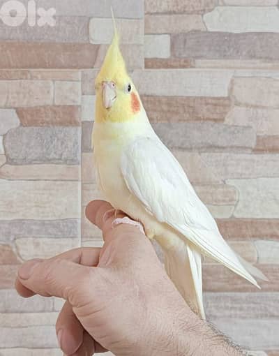 كروان سوبر ترويض