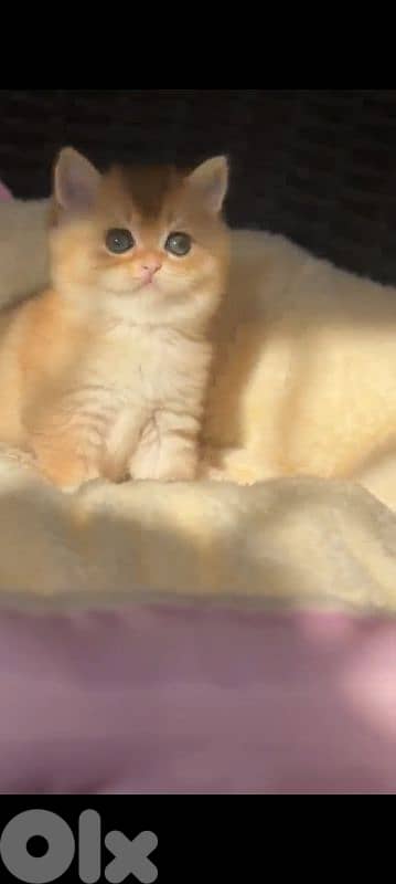 غولدن شنشيلا انتاية ودكرين