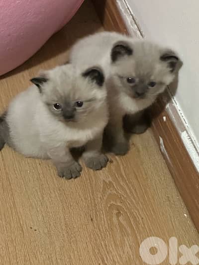 kitten for sale
