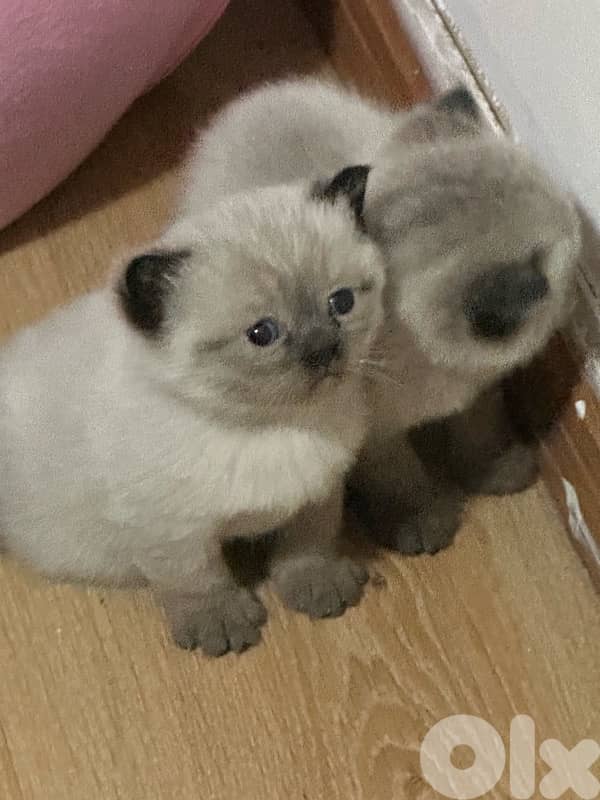 kitten for sale 1