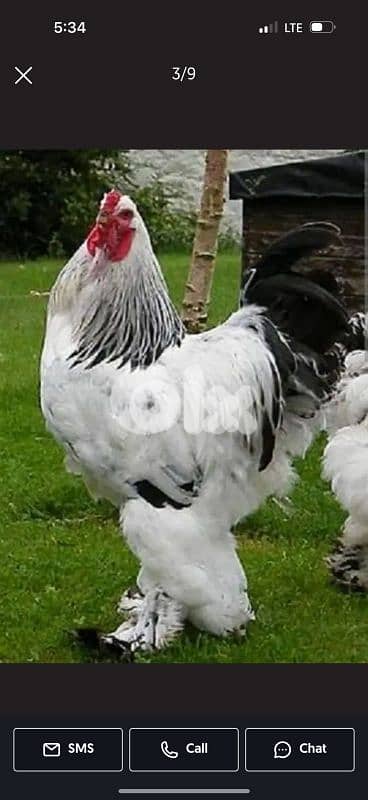 3 dyouk brahma light . big size. 11 month