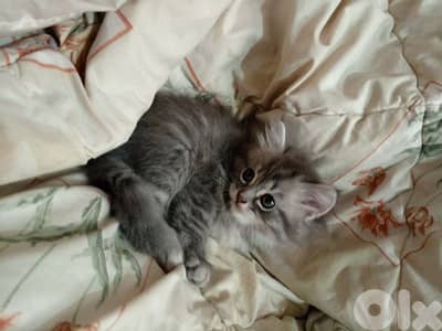 lovely kitten for sale