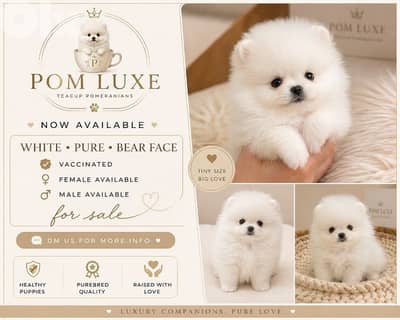 pure pomeranian for sale