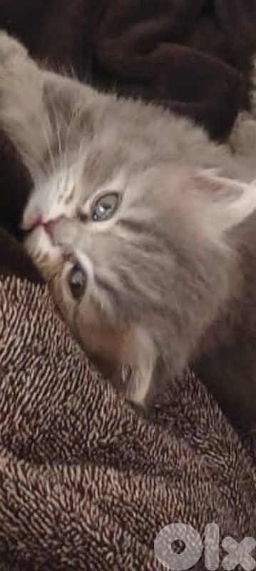 Persian kittens for sale