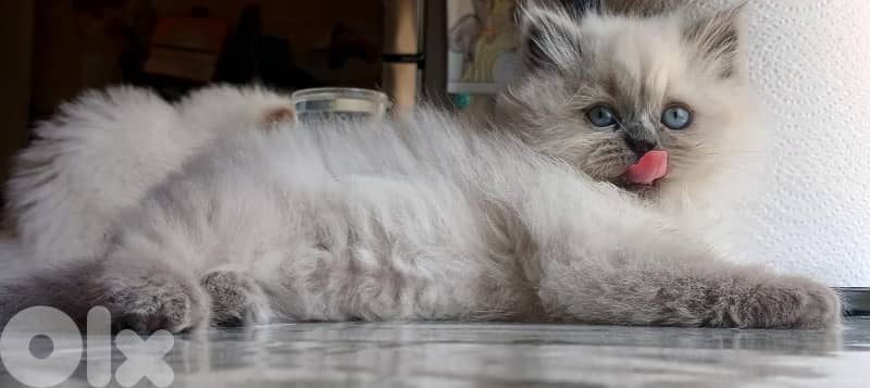 Persian kittens for sale 1