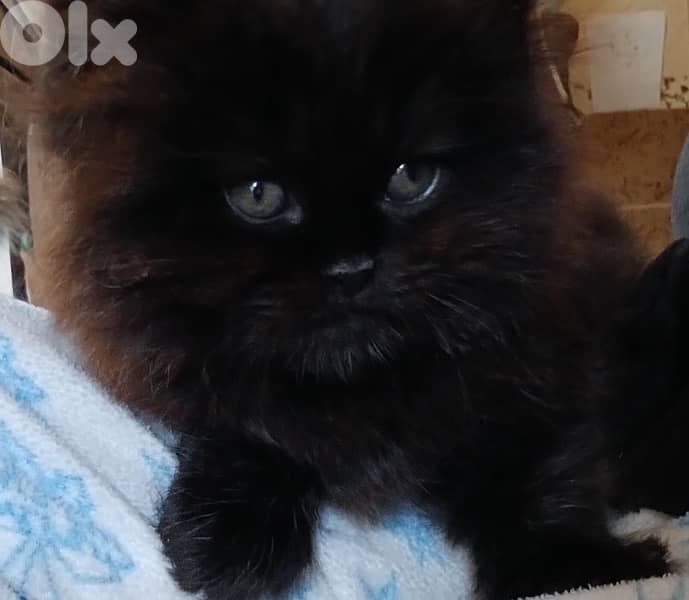 Persian kittens for sale 2