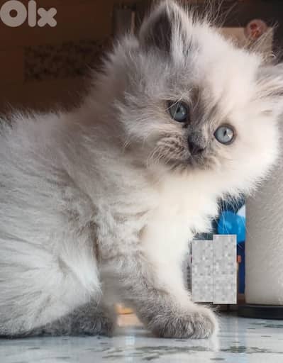 Ragdoll // Persian kittens for sale