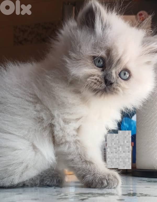 Persian kittens for sale 3