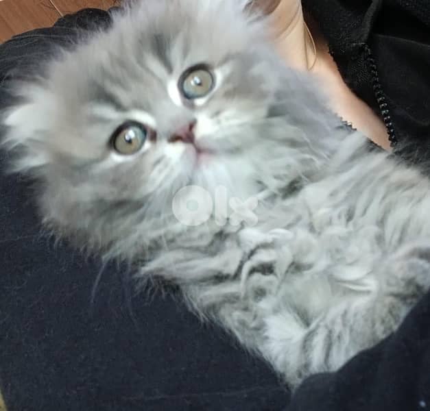 Persian kittens for sale 4