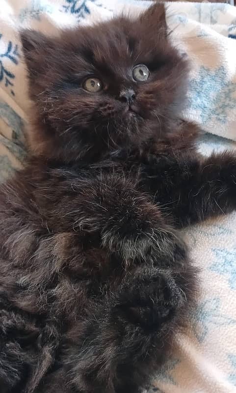 Persian kittens for sale 5