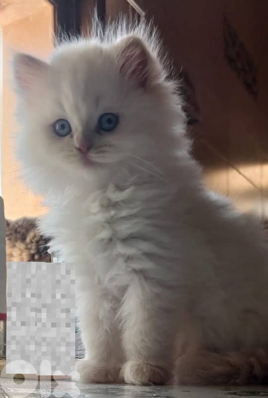 Persian kittens for sale 6