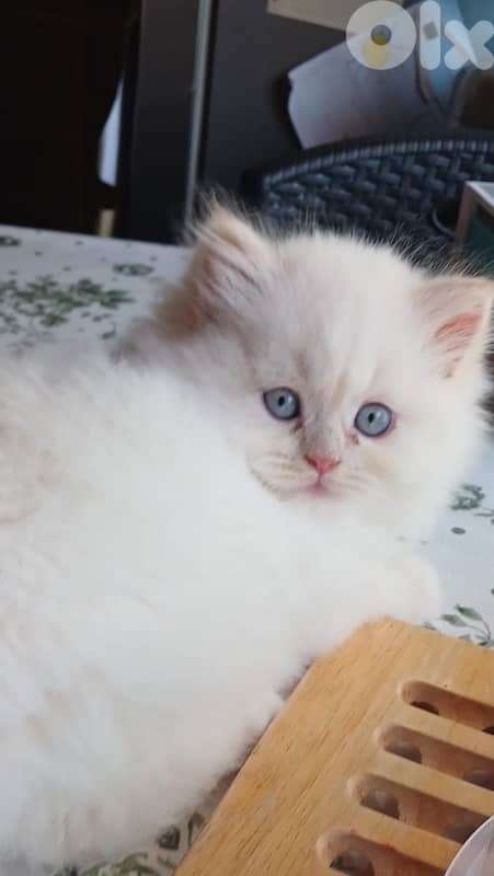 Persian kittens for sale 7