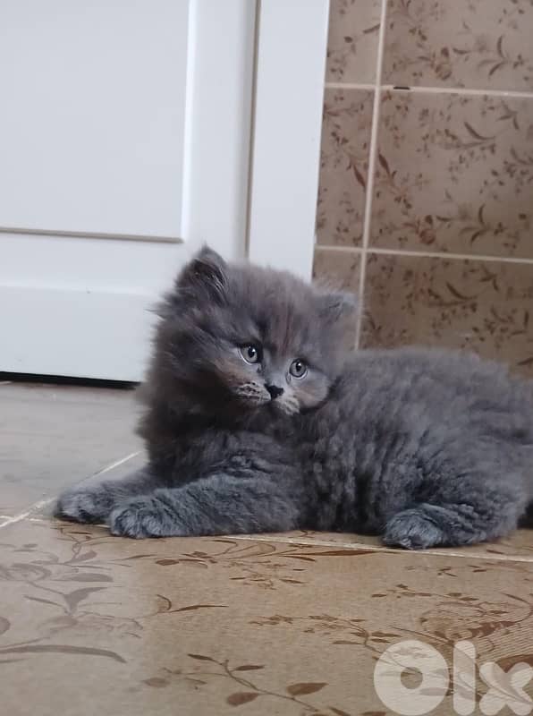 Persian kittens for sale 8