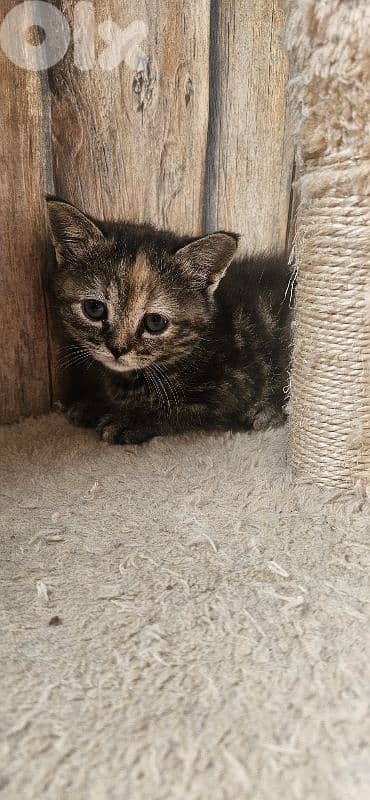 kitten for adoption 1