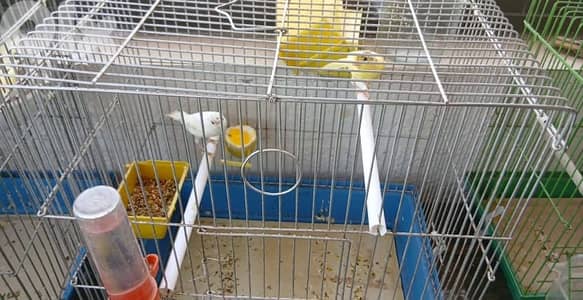 للبيع 6 فراخ كناري - إنتاج مميز بصحة ممتازة