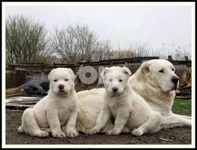 Powerful Alabai puppy imported AVAILABLE