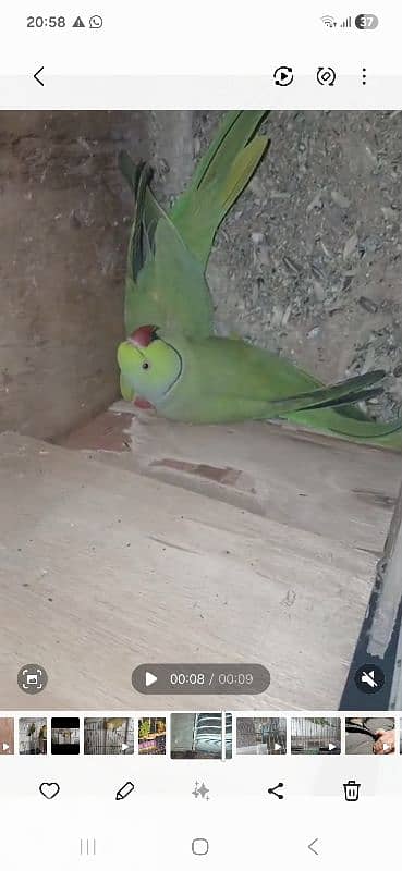 موجود جواز درة وجوز كويكر وجوز كونيور وجوزين كروانات