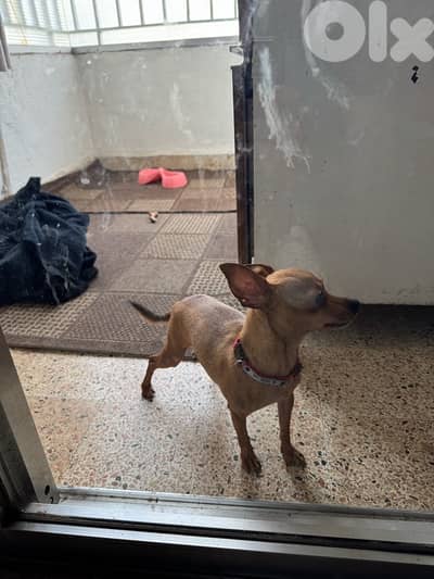 tea cup mini pinscher