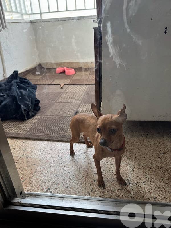 tea cup mini pinscher 1