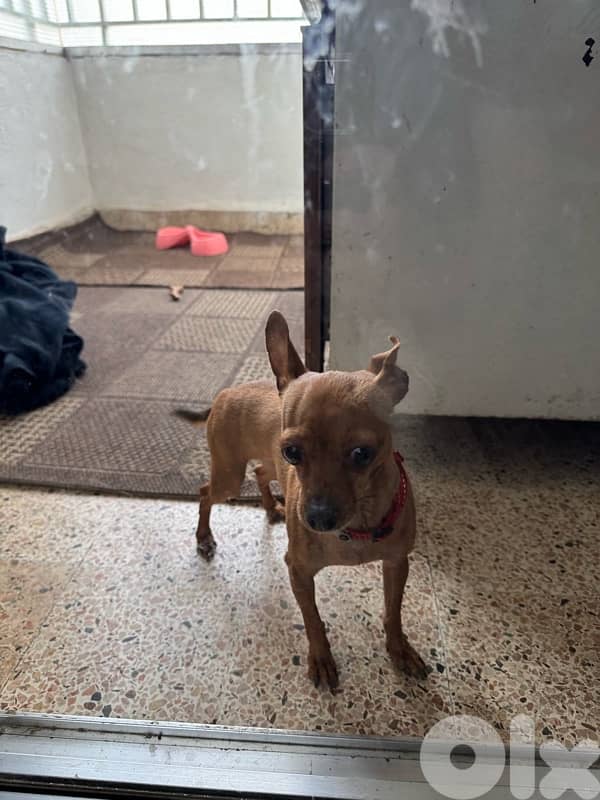 tea cup mini pinscher 2