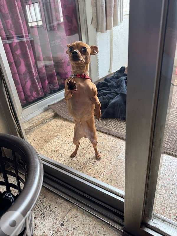 tea cup mini pinscher 3