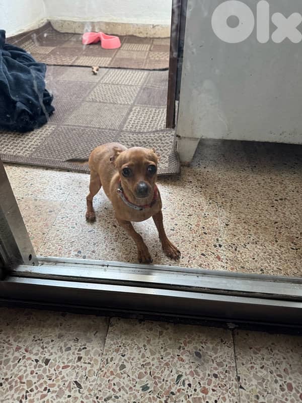 tea cup mini pinscher 4