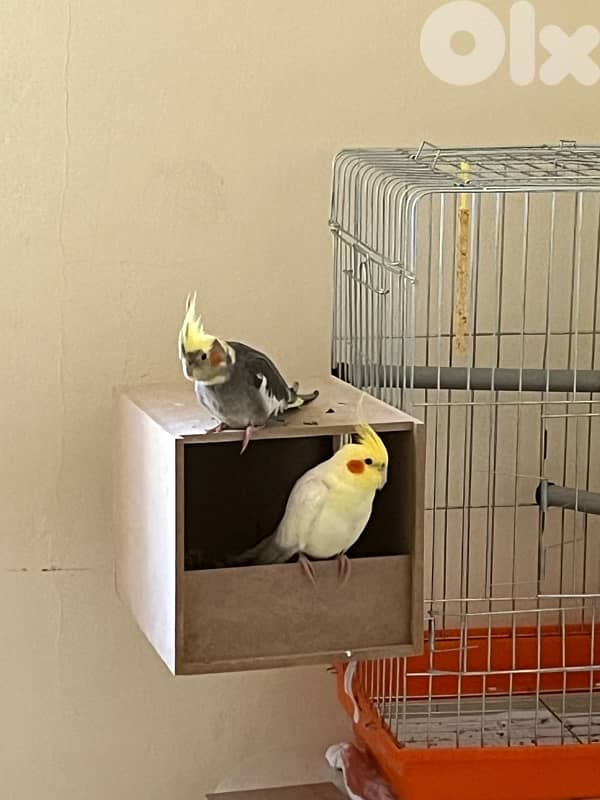 cockatiel 1