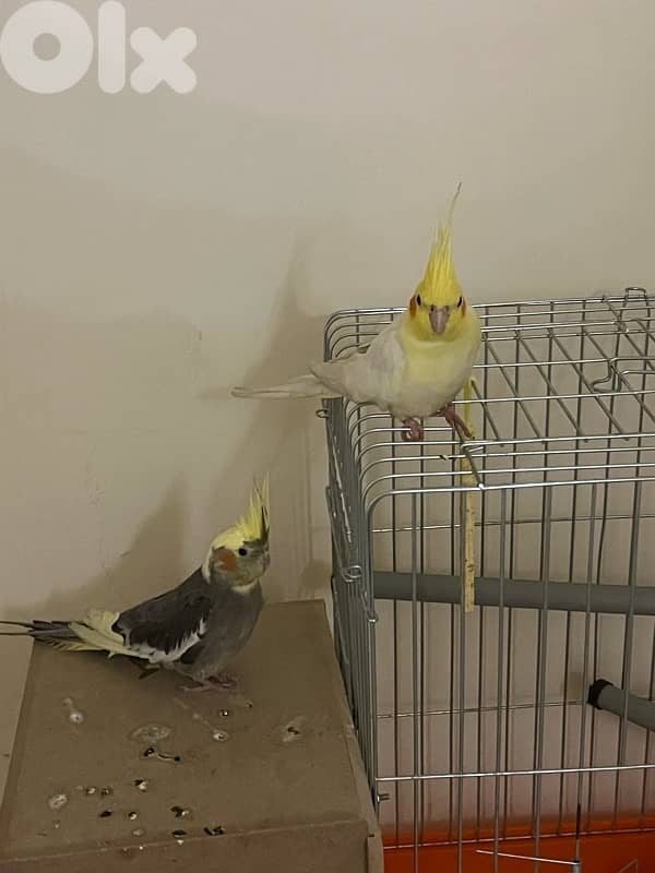 cockatiel 3