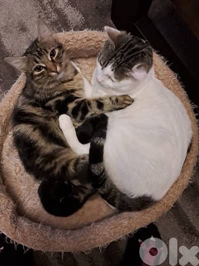 cats for free dbayeh