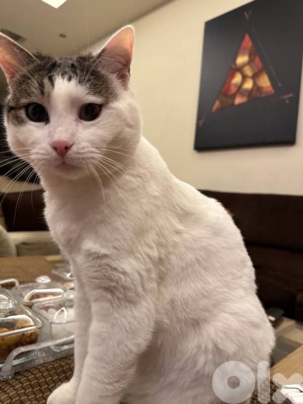 cats for free dbayeh 1